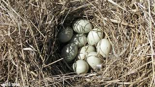 Duck Nests Nature in Your Neighborhood [upl. by Henning998]