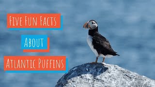 5 Facts About Puffins [upl. by Zendah]