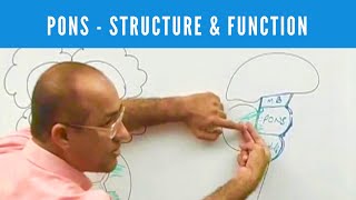 Pons  Structure and Function  Neuroanatomy [upl. by Esdnyl488]