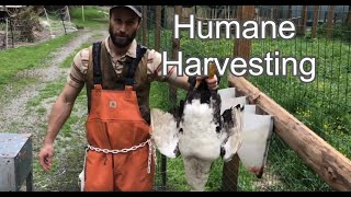 How to Pluck A Muscovy Duck  Humane Harvesting Guide [upl. by Raval791]