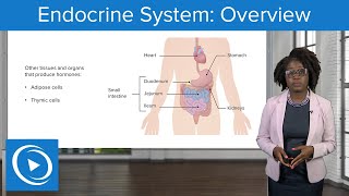 Endocrine System Overview – Physiology  Lecturio Nursing [upl. by Rialc725]