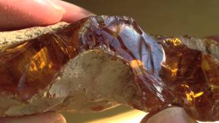 Real Fossilized Amber [upl. by Naus202]