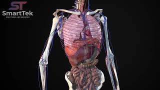 Full Virtual 3D Human Body Anatomy [upl. by Harol325]