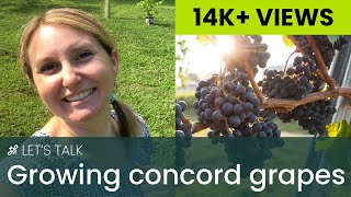 Growing Concord Grapes [upl. by Clorinde]