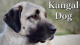 Kangal Training Tips [upl. by Rezal]