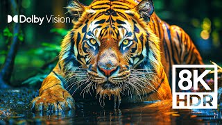 WILD WORLD DOLBY VISION™  EXTREME COLORS 8K HDR [upl. by Ahsats]