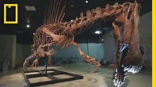 Bigger Than T rex Spinosaurus  National Geographic [upl. by Ayana]