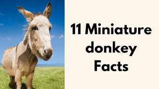 11 Miniature Donkey Facts [upl. by Elysha866]