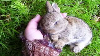 How To Manage A Dying Rabbit [upl. by Lib]