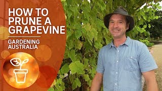 How to prune a grapevine [upl. by Valoniah754]