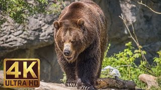 4K Ultra HD Video of Wild Animals  1 HR 4K Wildlife Scenery with Floating Music [upl. by Arrek143]