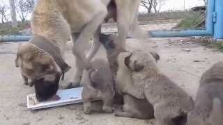 Kangal puppies 1 [upl. by Suriaj]