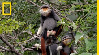 This Endangered Monkey is One of the World’s Most Colorful Primates  Short Film Showcase [upl. by Am]