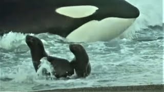 Deadly Killer Whale Moments  Top 5  BBC Earth [upl. by Blackburn646]