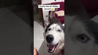 Husky speaks ITALIAN 😂 [upl. by Markiv]