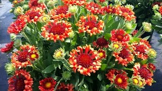 Best Perennials  Gaillardia Fanfare Blaze Blanket Flower [upl. by Filahk]