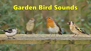 Garden Bird Sounds Spectacular  8 HOURS ✅ [upl. by Everard]