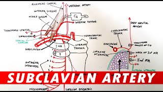 Ultrasoundguided subclavian venous access [upl. by Esyle]