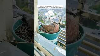 A woman supported a mother turtle dove in raising her chicks [upl. by Suoirad]