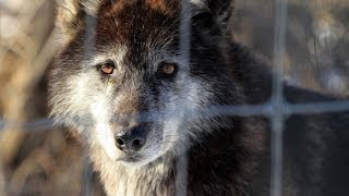 See what happens when reporter howls to a reallife wolf pack in Lancaster County [upl. by Lever]