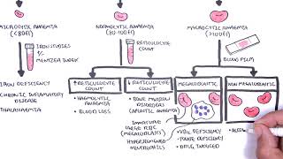 Anaemia anemia  classification microcytic normocytic and macrocytic and pathophysiology [upl. by Zacharias]