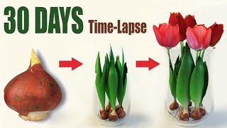 Tulips From Bulbs in Water 💦🌷 Time Lapse [upl. by Aerbma]