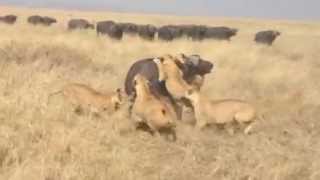 Lions Attack Buffalo  herd counter attack  Fight Lions vs buffaloes [upl. by Nottap]