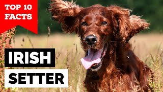 Irish Setter  Top 10 Facts [upl. by Arratal]