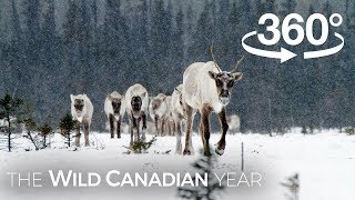 North Americas Largest Herd of Caribou on the Move 360 Video  Wild Canadian Year [upl. by Perni752]