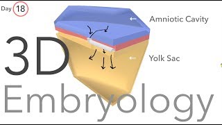 Gastrulation  Embryology [upl. by Acsisnarf537]