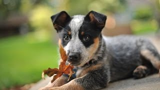 The Amazing Australian Cattledog [upl. by Neelsaj]