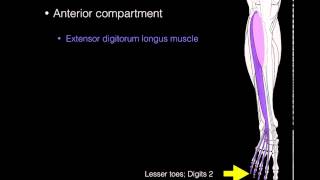 Anterior compartment leg muscles [upl. by Sass]