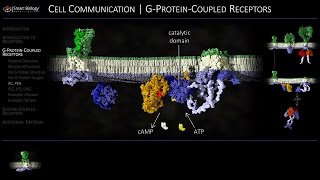 Cell Communication 3 GProteinCoupled Receptors [upl. by Akinyt]