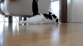 Epileptischer Anfall Kater Willi [upl. by Edris]