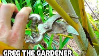 HOW TO PRUNE A PALM TREE  Greg The Gardener [upl. by Itaws]