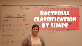 Bacteria Classification by Shape [upl. by Ehav]