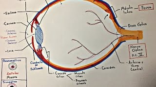 Ojo Anatomía y generalidades [upl. by Aihsit]