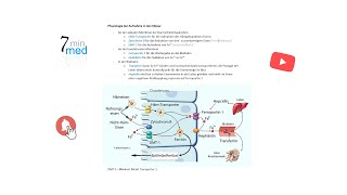 Physiologie  Eisen  Aufnahme und Homöostase im menschlichen Körper [upl. by Arianie]