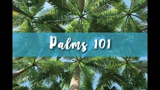 Palms 101 Part 2 [upl. by Wilbur135]