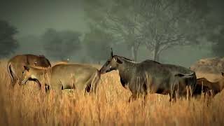 Nilgai Mating Behavior amp Reproduction Facts [upl. by Settle]