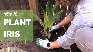 How to Plant Iris Correctly for Long Term Success [upl. by Walters]