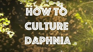 How To Culture Daphnia Magna [upl. by Luci]