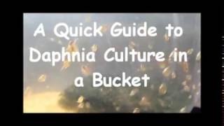 How to culture daphnia outside [upl. by Marcia]