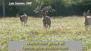 World Record Buck Largest Whitetail EVER [upl. by Cornwell]