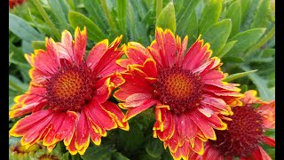 Best Perennials  Gaillardia Spintop Yellow Touch Blanket Flower [upl. by Nerot597]