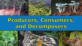 Producers Consumers and Decomposers Overview [upl. by Urbain]