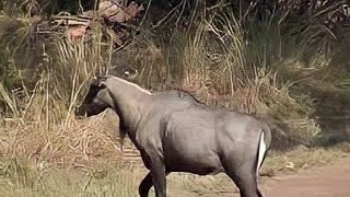 Only in Indian Continental Animal Nilgai or Blue bull Closeup video [upl. by Araem]