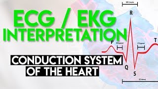 Electrical Conduction System of the Heart  ECG EKG Interpretation Part 1 [upl. by Melinda]