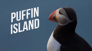 PUFFIN ISLAND  The Cutest Birds Alive  Cinematic Norway [upl. by Medora]