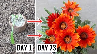 How to Plant Grow n Care for Gazania Plant  The Complete Guide [upl. by Adnorehs]